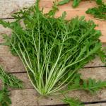 Potagères - Roquette cultivée - face recto